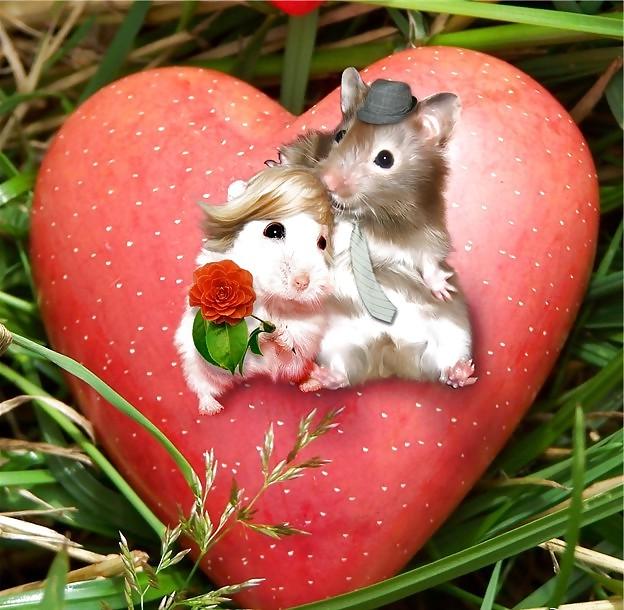 25P Hamster