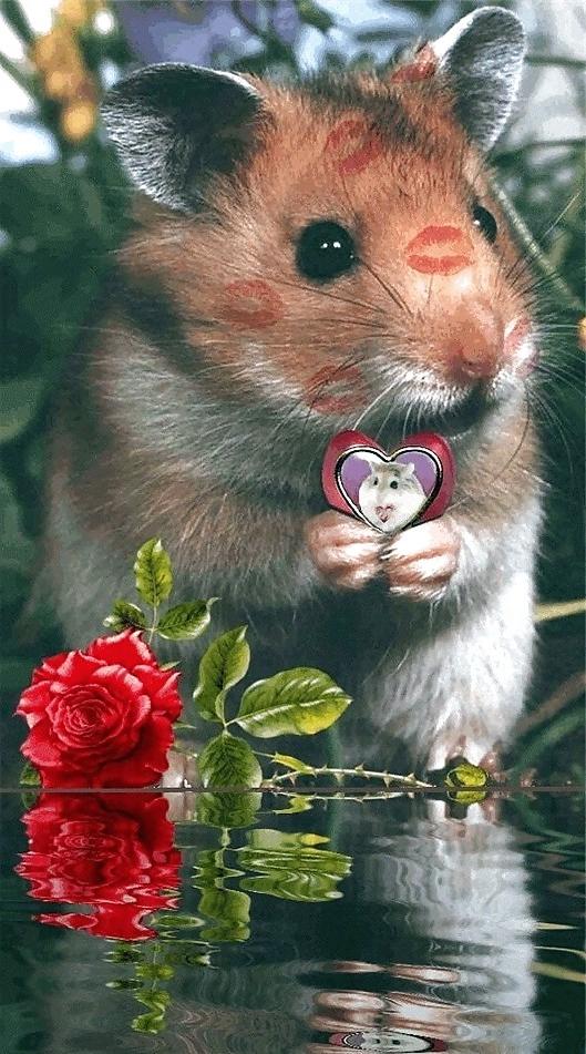 25P Hamster