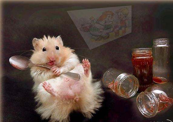 25P Hamster
