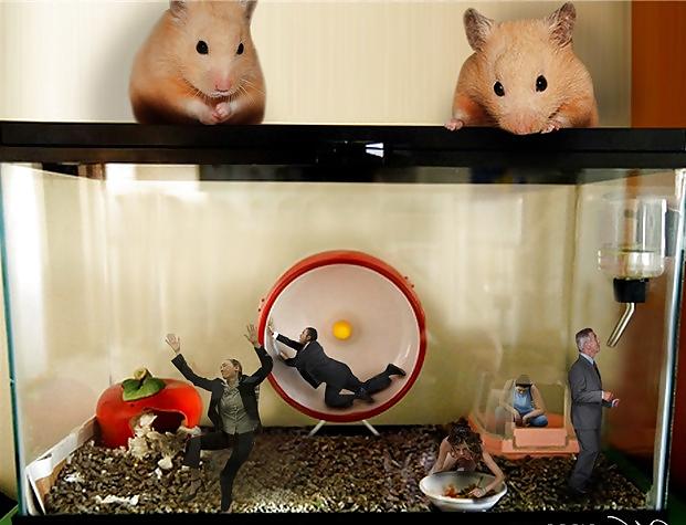 25P Hamster