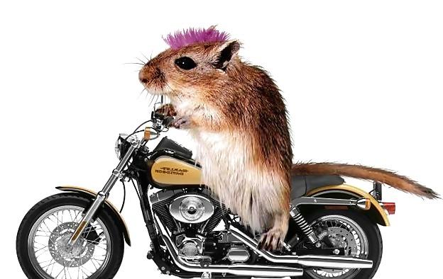 25P Hamster