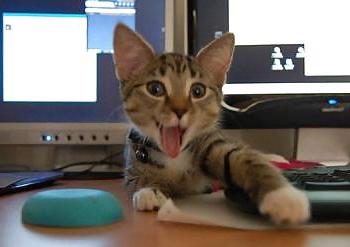 25P Kitty Porn: Man blames cat for downloading photos