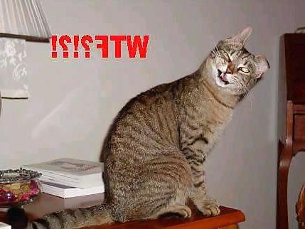 25P Kitty Porn: Man blames cat for downloading photos