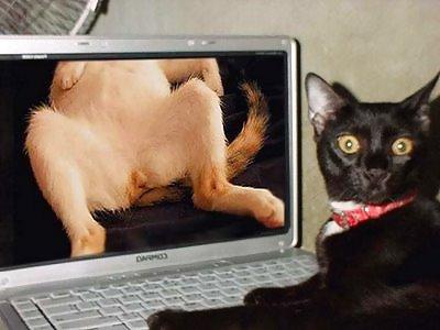 25P Kitty Porn: Man blames cat for downloading photos
