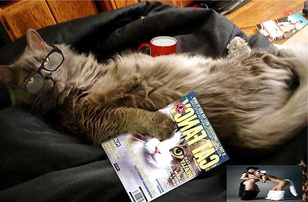 25P Kitty Porn: Man blames cat for downloading photos