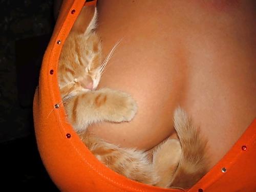 25P Kitty Porn: Man blames cat for downloading photos