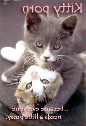 25P Kitty Porn: Man blames cat for downloading photos