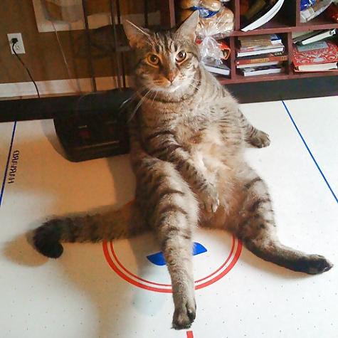 25P Kitty Porn: Man blames cat for downloading photos