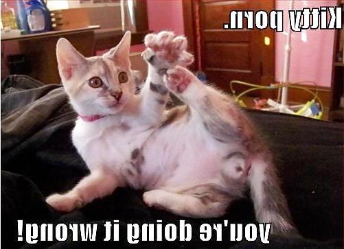 25P Kitty Porn: Man blames cat for downloading photos