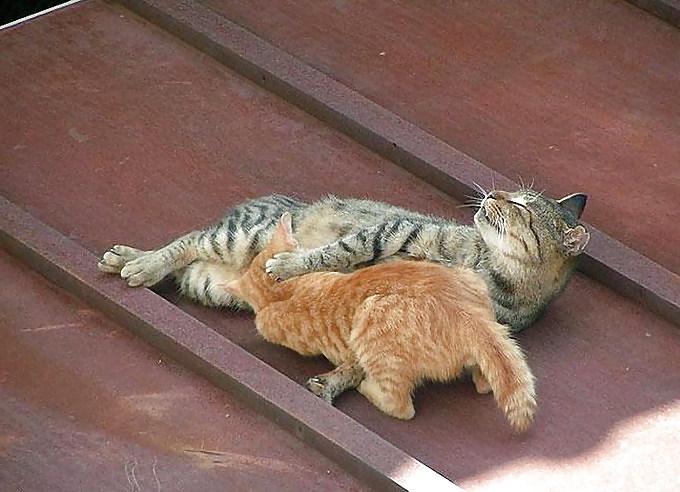 25P Kitty Porn: Man blames cat for downloading photos