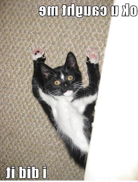 25P Kitty Porn: Man blames cat for downloading photos