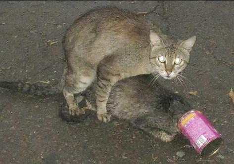 25P Kitty Porn: Man blames cat for downloading photos