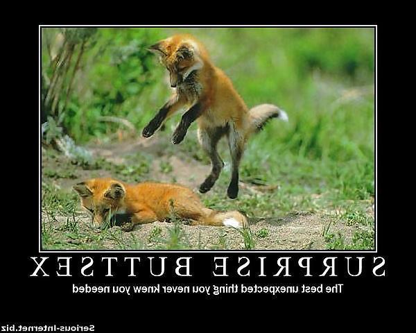 19P Funnies