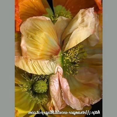 19P Flowers Cunts