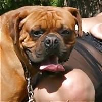 17P Hunde sind auch nur Menschen