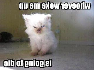 17P Funnies