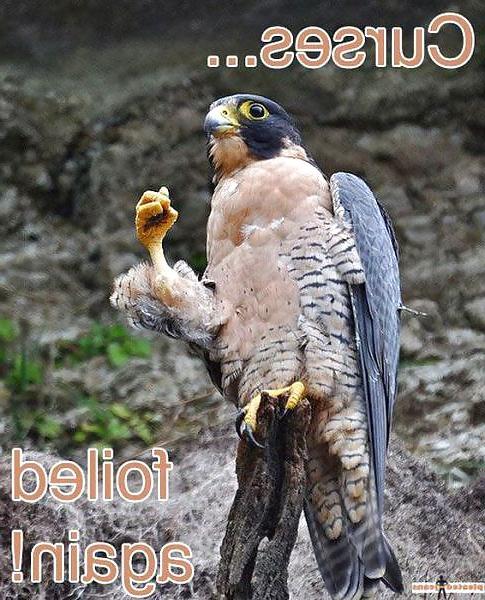 17P Funnies