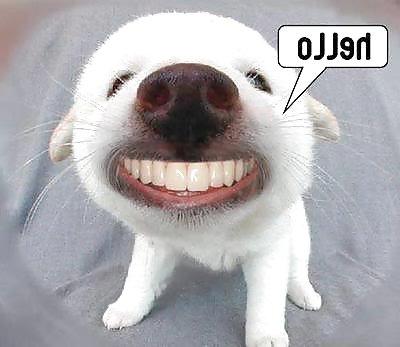 16P Funny 2