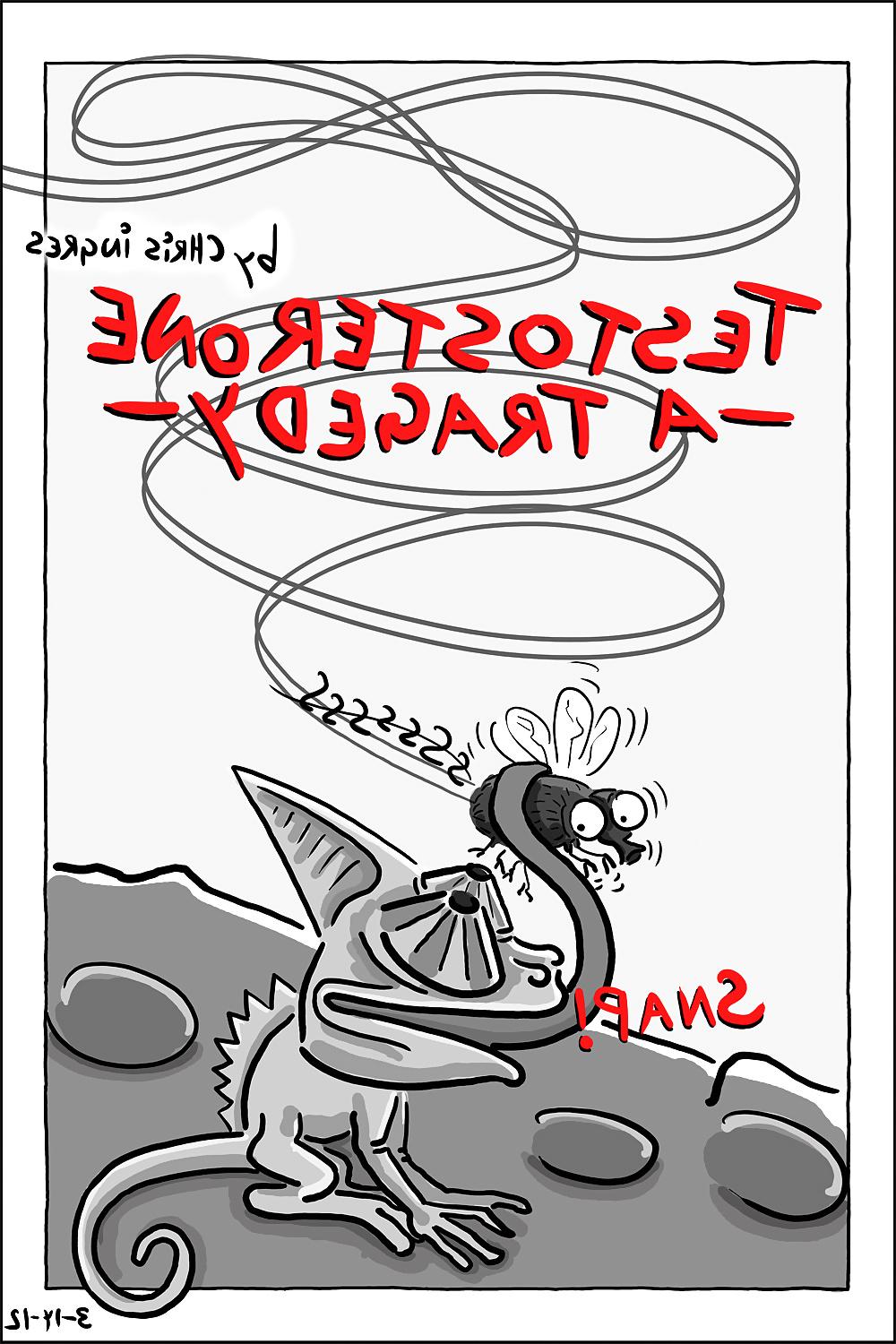 23P TESTOSTERONE - A TRAGEDY.3rd cartoon by chris ingres:) .