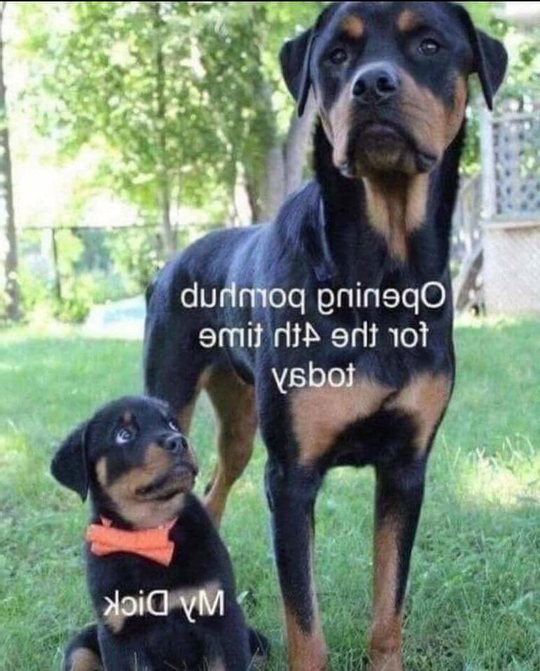 14P Funny Memes