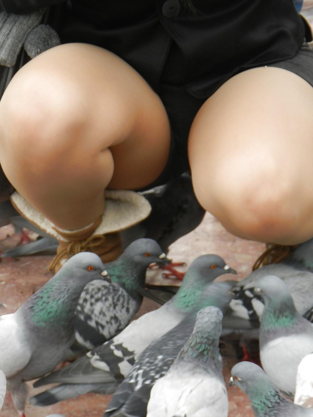 7P Lucky pigeon