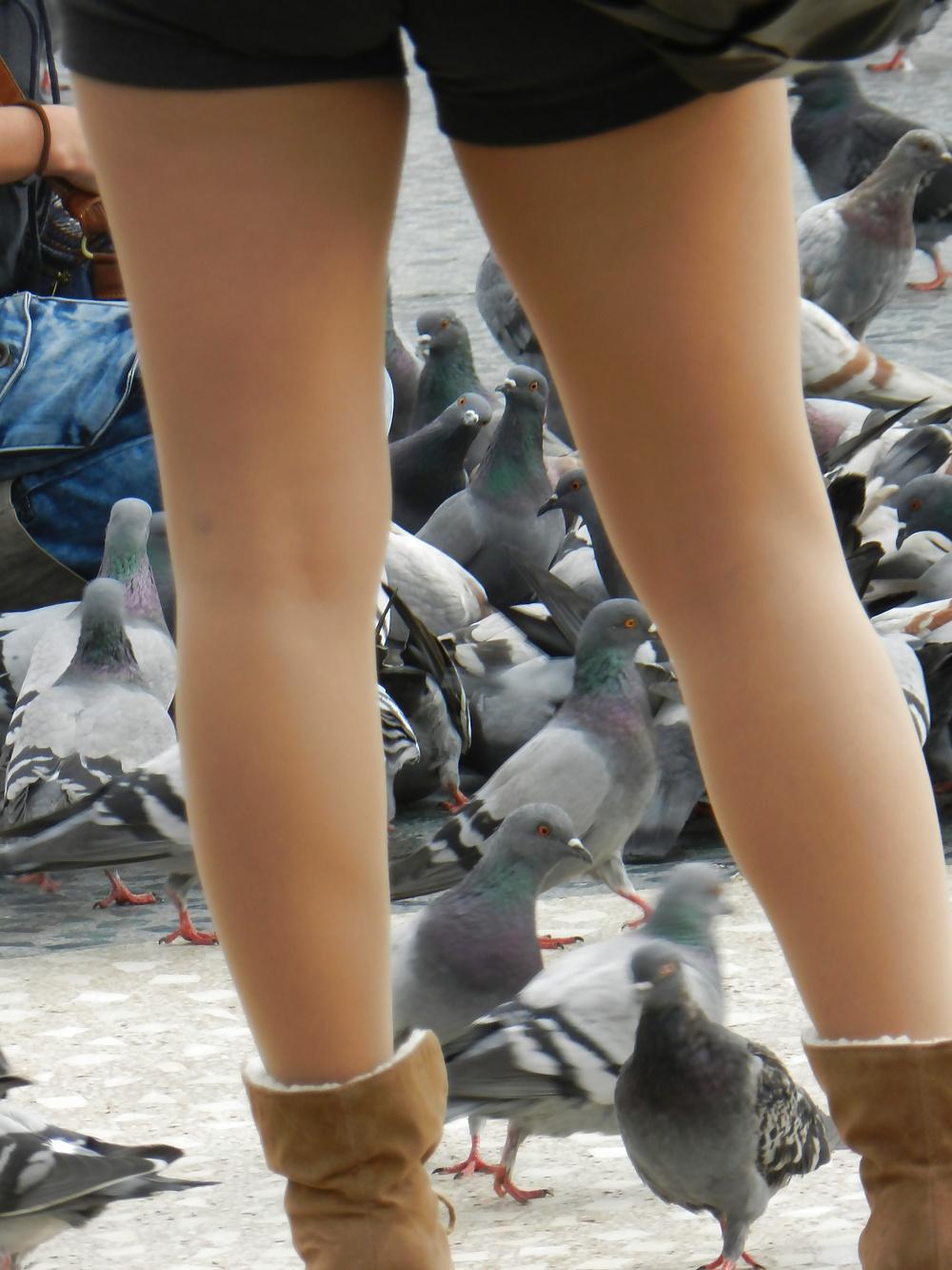 7P Lucky pigeon