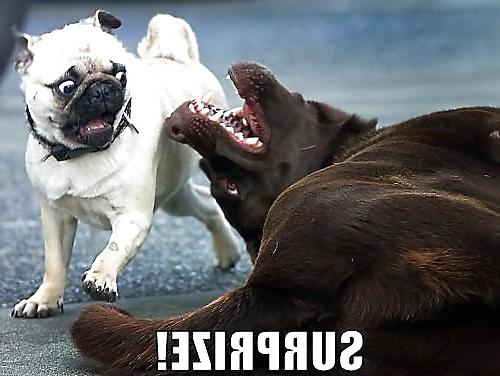 8P Funny