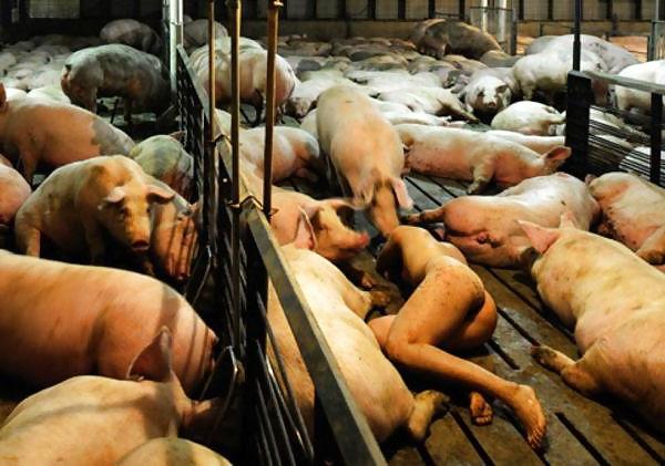 11P Fuck Pigs