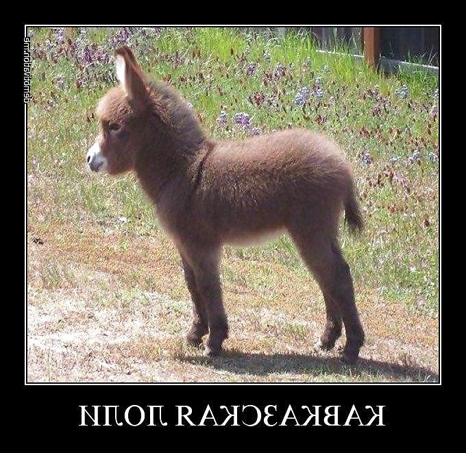 10P Russische lustige Bilder