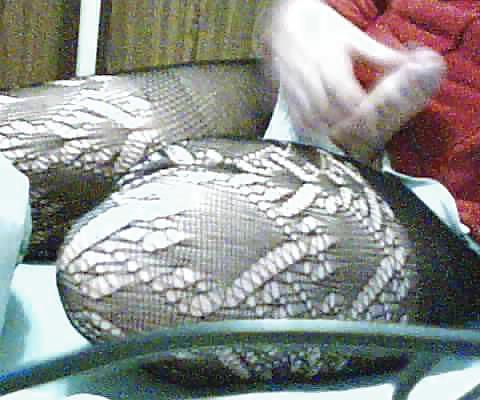 8P Sissy Cam Girl Tina