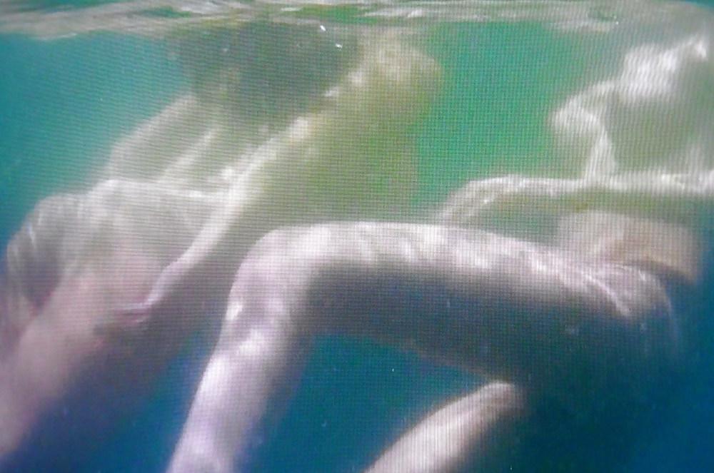 16P Kelly brook skinny dip -piranah